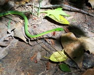 Amphibians - Reptiles -Garter Snake Conagree National Park -USA 2010 - Camille Warbington 1