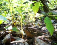 Amphibians - Reptiles-Toad - McConells Mill - Pennsylvania - 2013 - Camille Warbington2