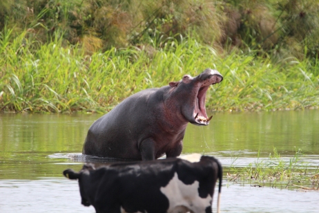 Mammals - Hippo angry at Cattle - Mayanja River - Uganda - 2015 - Camille Warbington