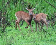 Mammals - Waterbuck Calves - Mayanja River- Uganda 2015- Camille Warbington